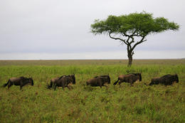 Pakoně v trysku, Serengeti, Tanzánie, Afrika