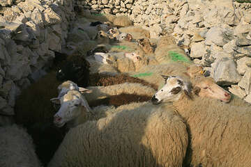 Výroba Pažského sýru, ostrov Pag