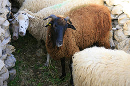 Výroba Pažského sýru, ostrov Pag