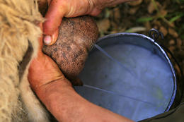 Výroba Pažského sýru, ostrov Pag