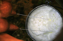 Výroba Pažského sýru, ostrov Pag