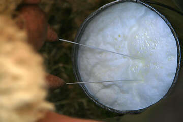 Výroba Pažského sýru, ostrov Pag