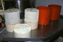 Výroba Pažského sýru, ostrov Pag