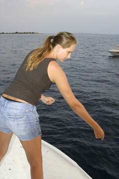 Lov olihní v Chorvatsku