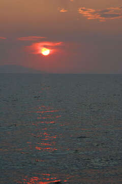 Lov olihní v Chorvatsku