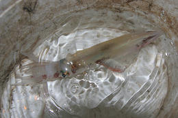 Lov olihní v Chorvatsku