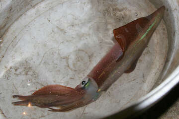 Lov olihní v Chorvatsku