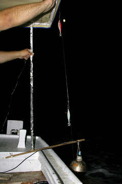 Lov olihní v Chorvatsku