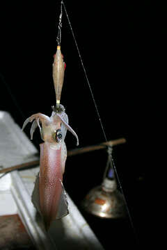 Lov olihní v Chorvatsku