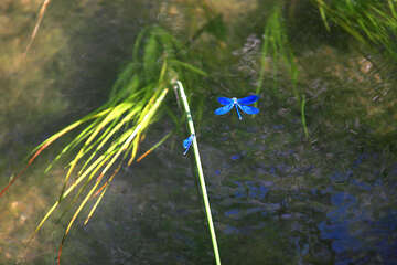 Krka, Rošský vodopád, Chorvatsko