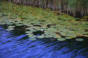 Lekníny, národní park Krka, Chorvatsko