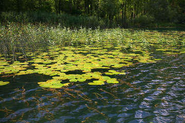 lekníny, národní park Krka, Chorvatsko