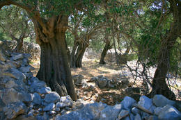 Chorvatsko, Apartmány Lun, Tovarnele, ostrov Pag