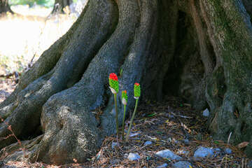 Chorvatsko, Apartmány Lun, Tovarnele, ostrov Pag