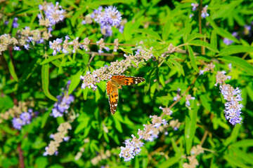 Chorvatsko, Apartmány Lun, Tovarnele, ostrov Pag