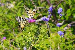 Chorvatsko, Apartmány Lun, Tovarnele, ostrov Pag