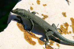 Národní park Mljet, Chorvatsko