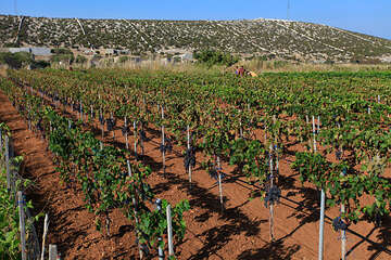 Vinohrad Kolan, ostrov Pag, Chorvatsko