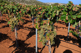 Vinohrad Kolan, ostrov Pag, Chorvatsko