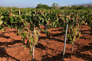 Vinohrad Kolan, ostrov Pag, Chorvatsko