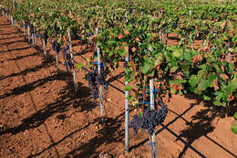 Vinohrad Kolan, ostrov Pag, Chorvatsko