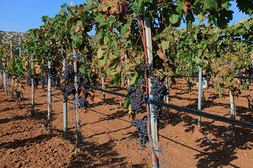 Vinohrad Kolan, ostrov Pag, Chorvatsko