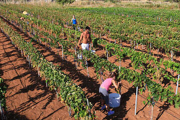 Vinohrad Kolan, ostrov Pag, Chorvatsko