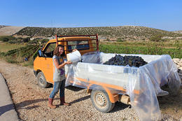 Vinohrad Kolan, ostrov Pag, Chorvatsko