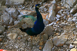 Volně žijící pávi na ostrově Lokrum, Chorvatsko