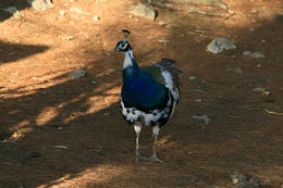 Volně žijící pávi na ostrově Lokrum, Chorvatsko