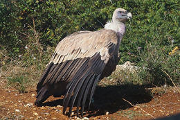 Sup bělohlavý, ostrov Cres, Chorvatsko