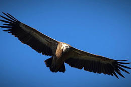 Sup bělohlavý, ostrov Cres, Chorvatsko