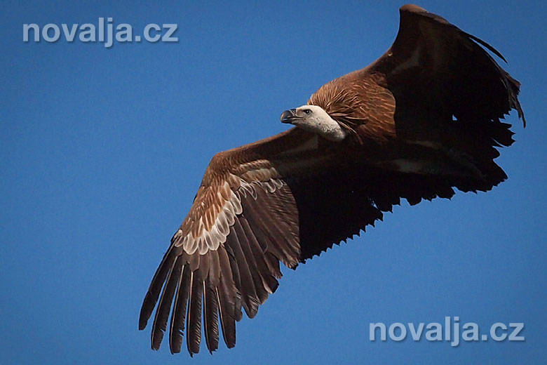 Sup bielohlavý (Gyps fulvus)