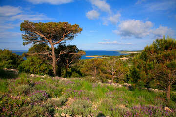 Flora ostrova Pag, Chorvatsko