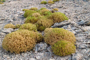 Flora ostrova Pag, Chorvatsko