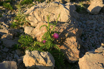 Flora ostrova Pag, Chorvatsko