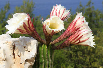 Kaktusy u domu Maslina, severní zátoky ostrova Hvar, Chorvatsko