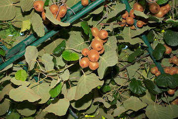 Stylová restaurace v letovisku Dol na ostrově Brač