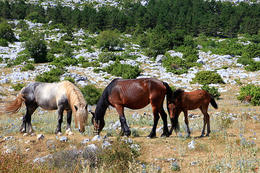 Chráněná oblast Biokovo, Chorvatsko