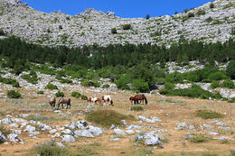 Chráněná oblast Biokovo, Chorvatsko