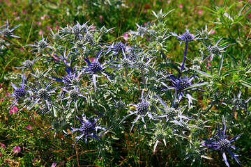 Chráněná oblast Biokovo, Chorvatsko