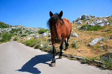 Chráněná oblast Biokovo, Chorvatsko