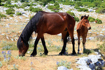 Chráněná oblast Biokovo, Chorvatsko