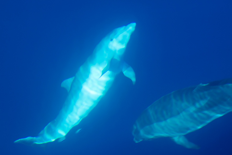 Delfín skákavý (Tursiops truncatus)