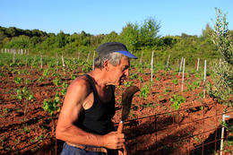 Starigradsko polje, ostrov Hvar