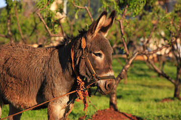 Starigradsko polje, ostrov Hvar