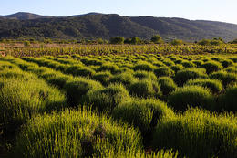 Levandule – Starigradsko polje, ostrov Hvar