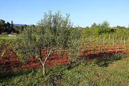 Starigradsko polje, ostrov Hvar