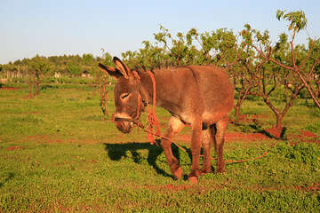 Starigradsko polje, ostrov Hvar