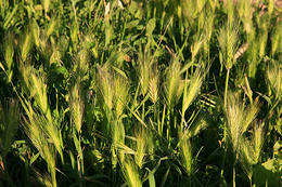 Starigradsko polje, ostrov Hvar